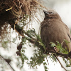 Northern Brown-throated Weaver