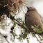 Northern Brown-throated Weaver