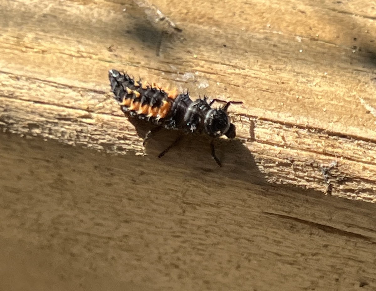 Asian Lady Beetle