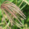 Swollen fingergrass (Korokorosan)