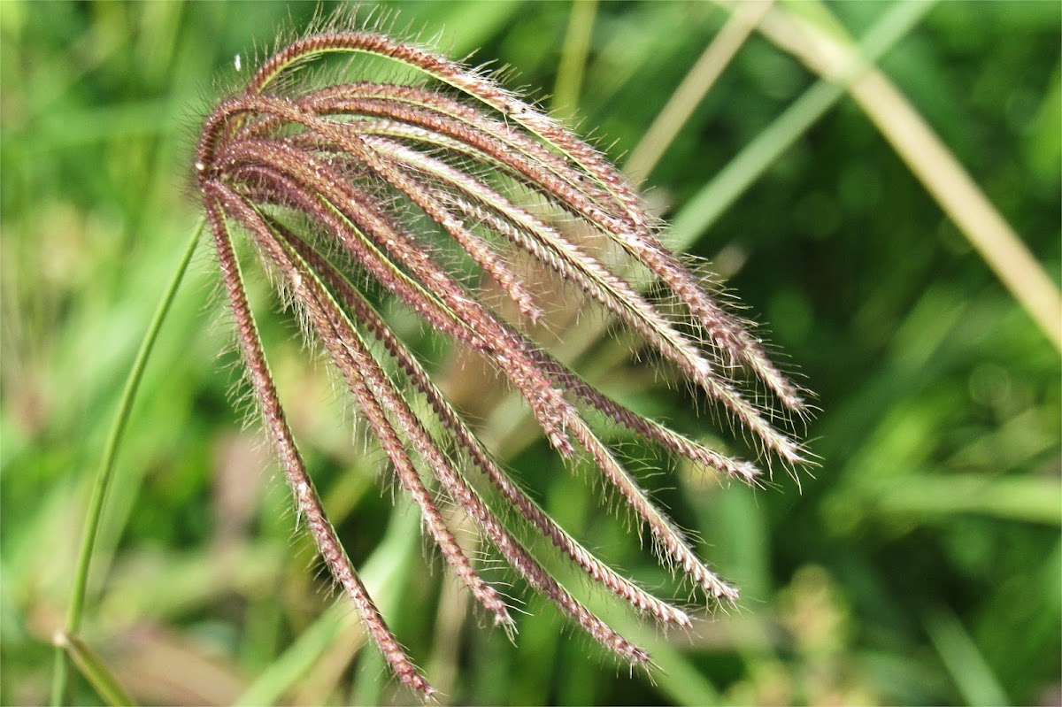 Swollen fingergrass (Korokorosan)