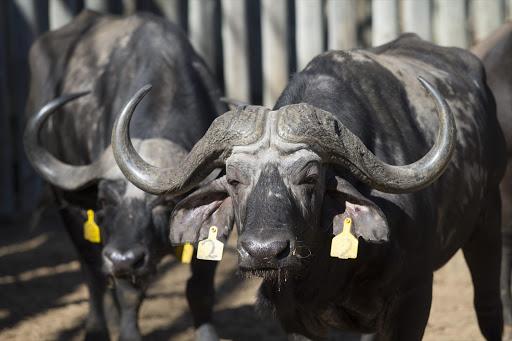 Ezemvelo KZN Wildlife auction Buffaloes for just under R44‚000 each‚ with one large bull selling for R115‚000.