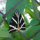 Jersey Tiger