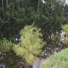 Bald Cypress