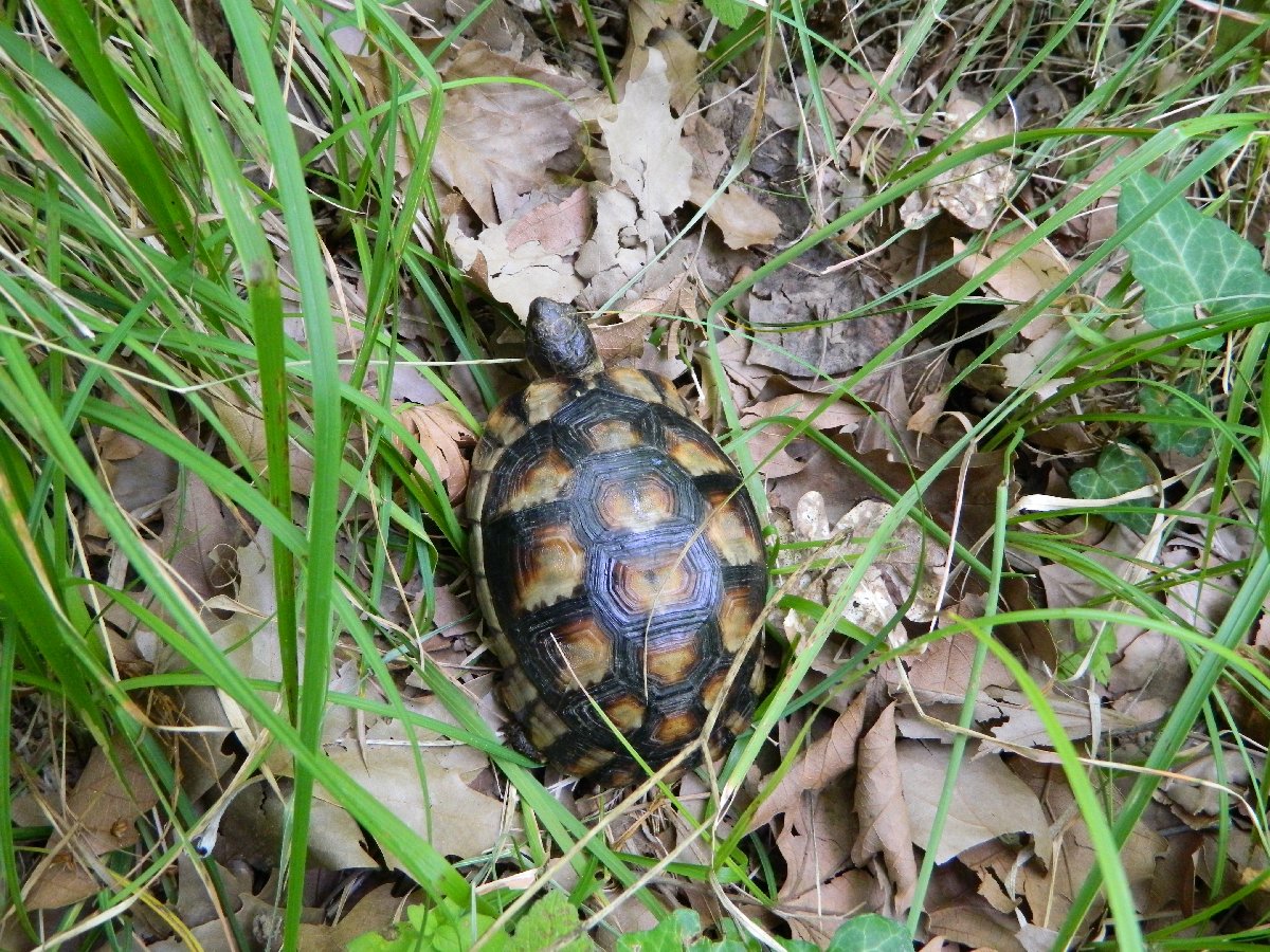 Hermann's tortoise (Μεσογειακή Χελώνα)