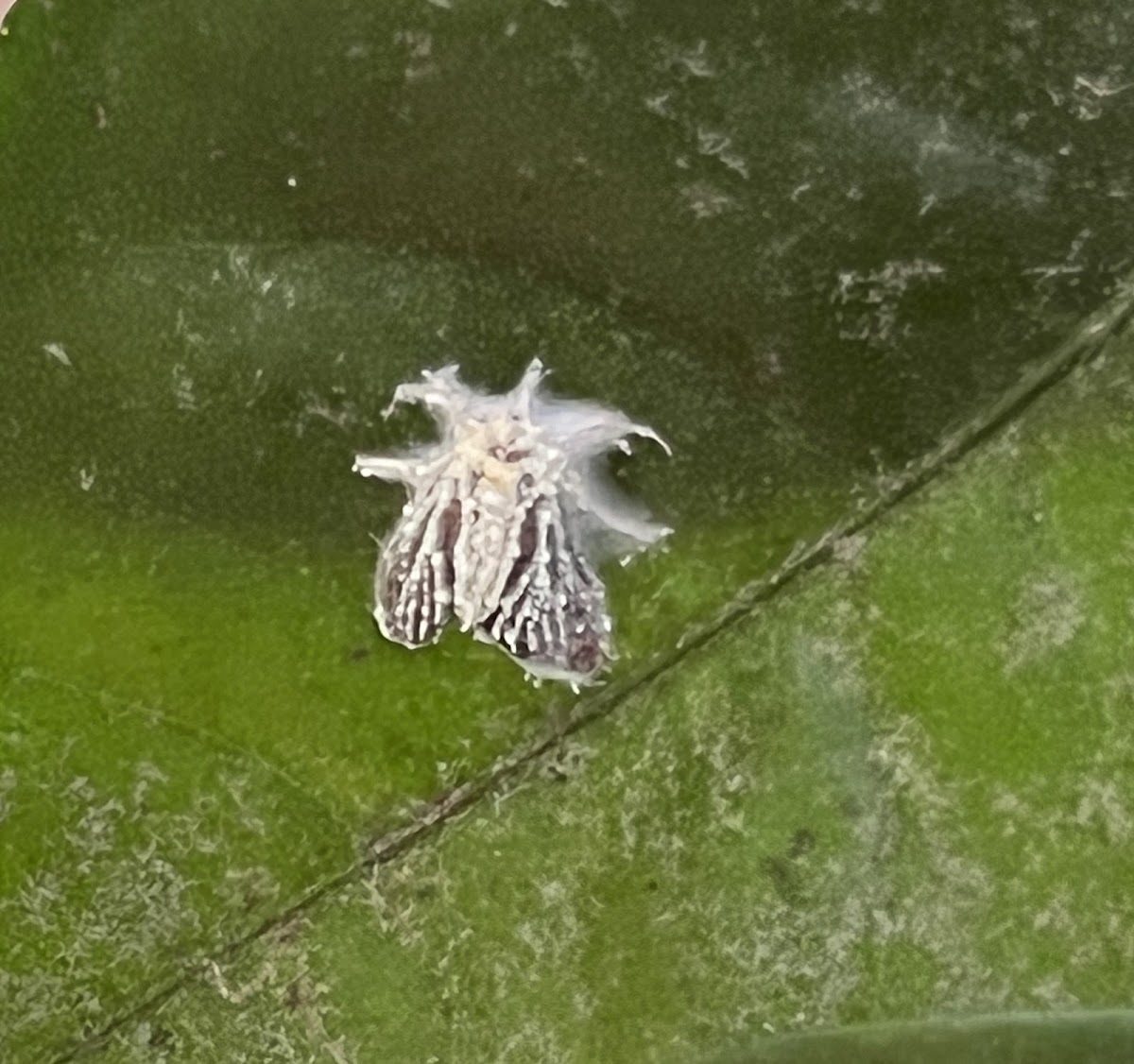 Fungus Infected Moth
