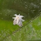 Fungus Infected Moth