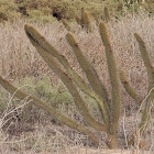 Golden snake cactus