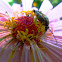 flower beetle