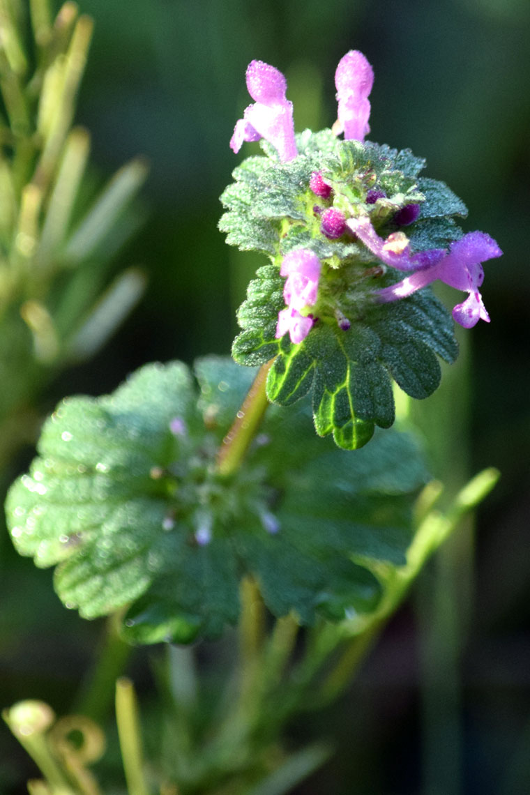 Common Henbit