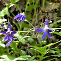 larkspur