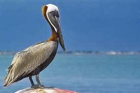 pelican | Taxonomy, Habitat, Description, & Facts | Britannica