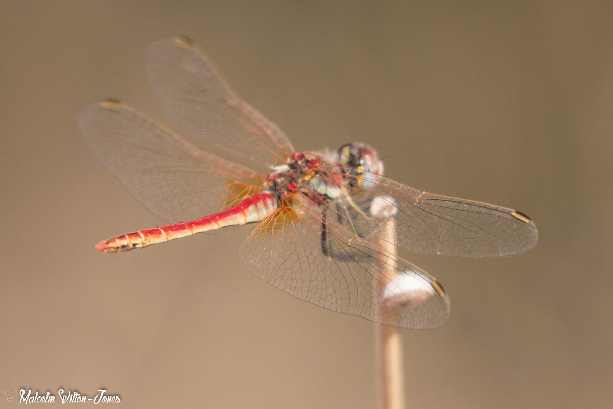 Red-veined Darter