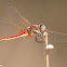 Red-veined Darter