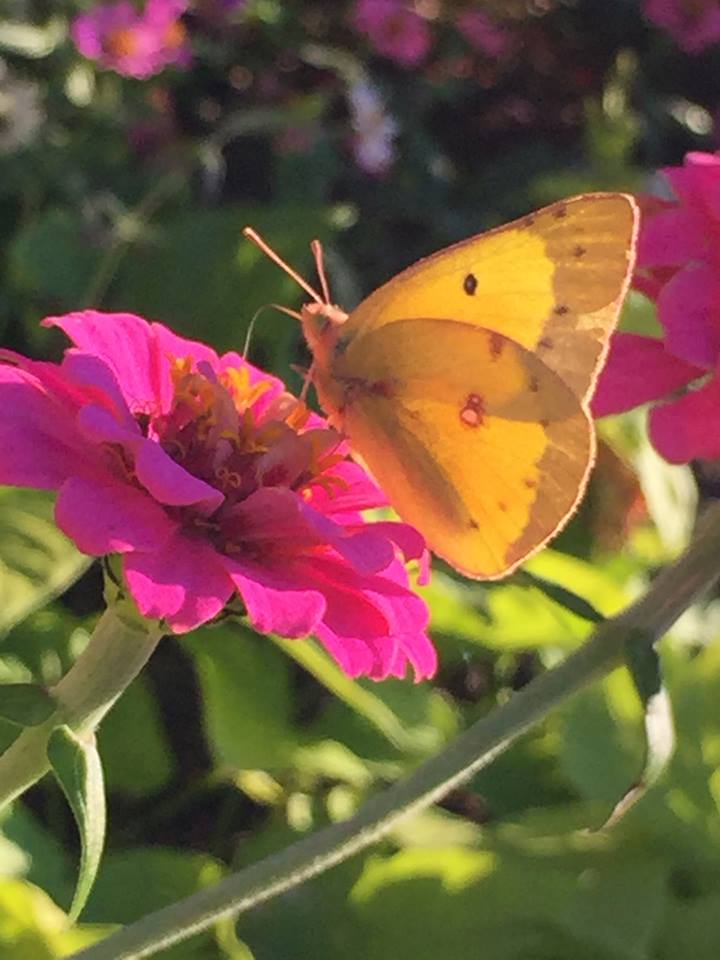 Orange Sulphur Butterfly