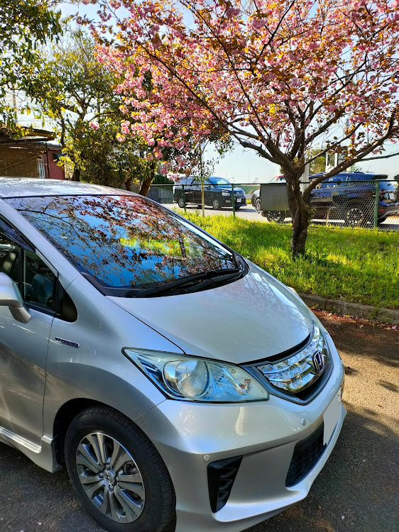 フリードのサクラと愛車・桜とコラボ・4月もよろしくお願い致します🌸・洗車に関するカスタム事例の投稿画像1枚目