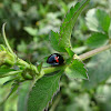 Ladybeetle