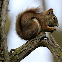 American Red Squirrel