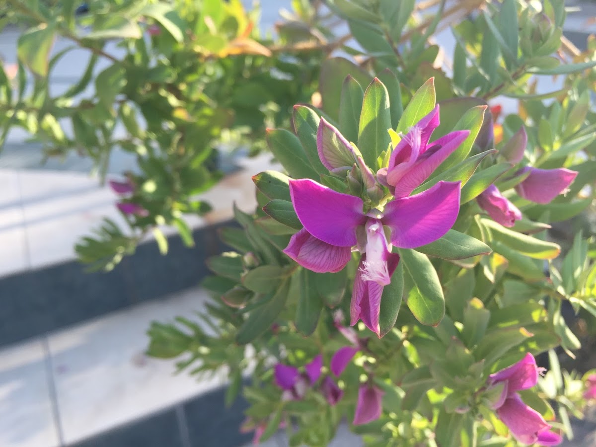 Myrtle-leaf milkwort