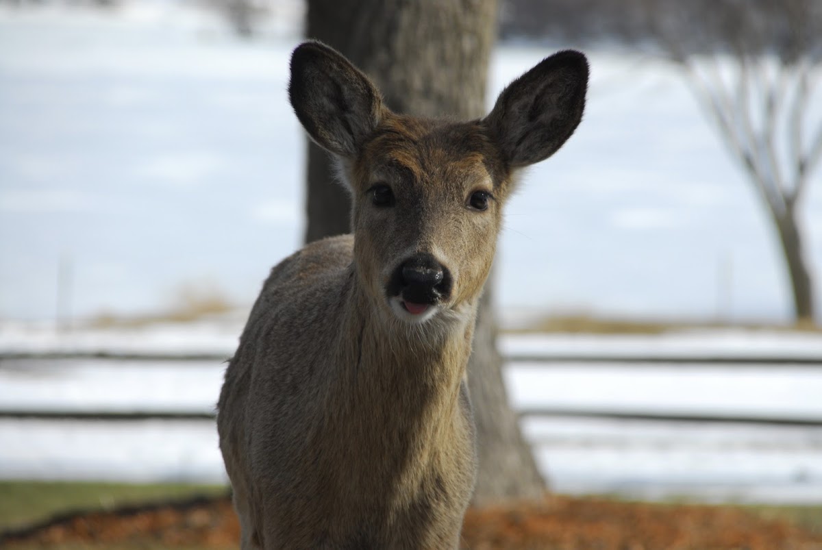 White-tailed deer