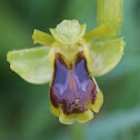 Ophrys laurensis