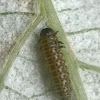 viburnum leaf beetle caterpillar