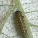 viburnum leaf beetle caterpillar