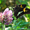 Silver-spotted Skipper