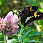 Silver-spotted Skipper