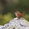 Chochín (Eurasian wren)