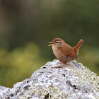 Chochín (Eurasian wren)