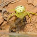 White Banded Crab Spider