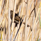 Reed Bunting; Escribano Palustre