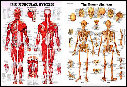 3D Human Anatomy. 👭Discover the Human Body