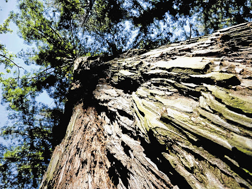 BARK RAVING: Grootvadersbosch boasts 250ha harbouring 35 species of indigenous trees Pictures: