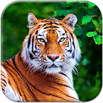 Tiger Live Wallpaper Apk