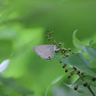 Dark Cerulean (Female)