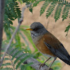 Rufous-backed Robin