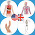 Body Parts Name and Pictures20.2 (Pro)