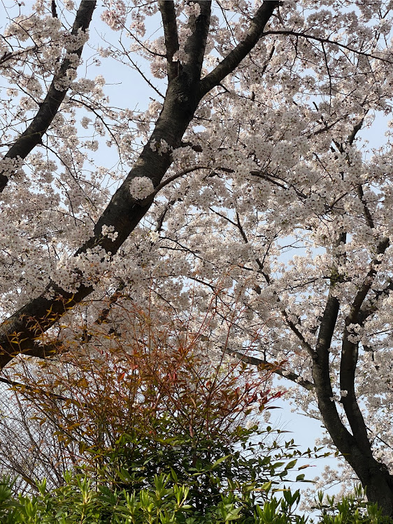 NXの桜と愛車・桜とコラボ・桜に関するカスタム事例の投稿画像1枚目