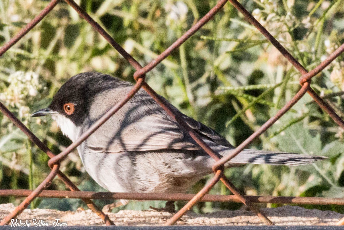 Sardinian Warbler; Curruca Cabicinegra