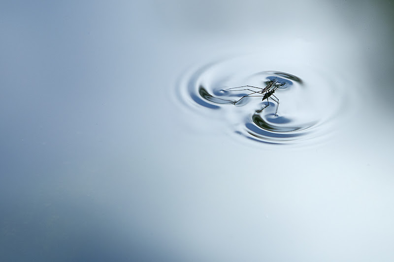 le forme dell'acqua di Gabriele Pardini