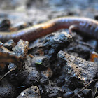 California Slender Salamander