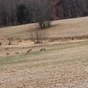 White tailed deer