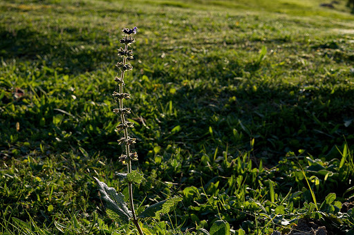 Salvia verbenaca