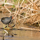 Common Moorhen