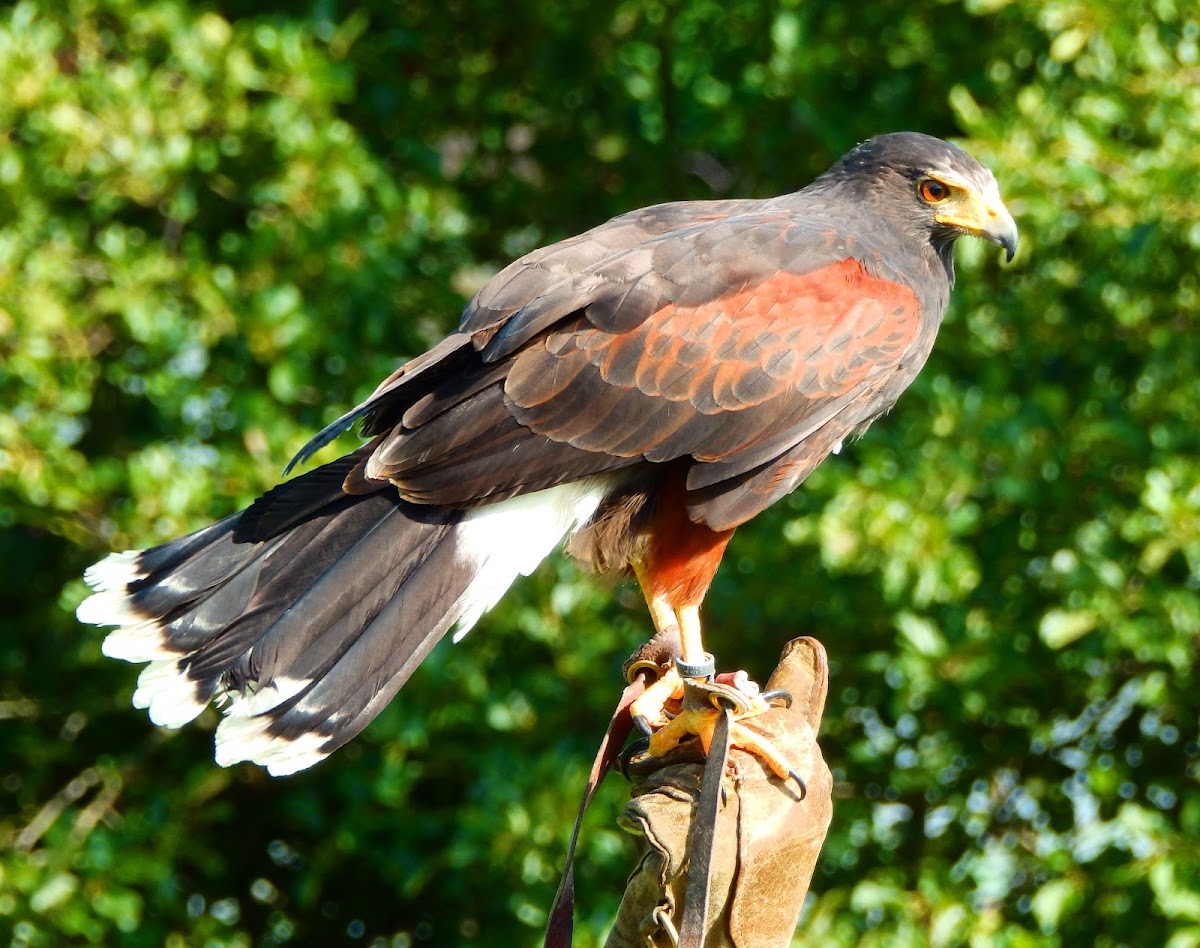 Harris Hawk