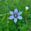 Blue eyed grass