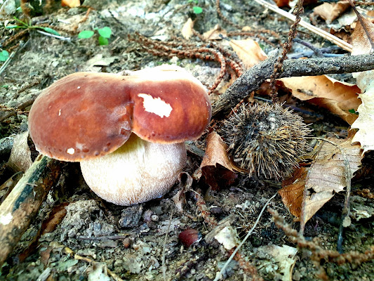 Sottobosco... di Clara