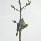 Striated Bulbul